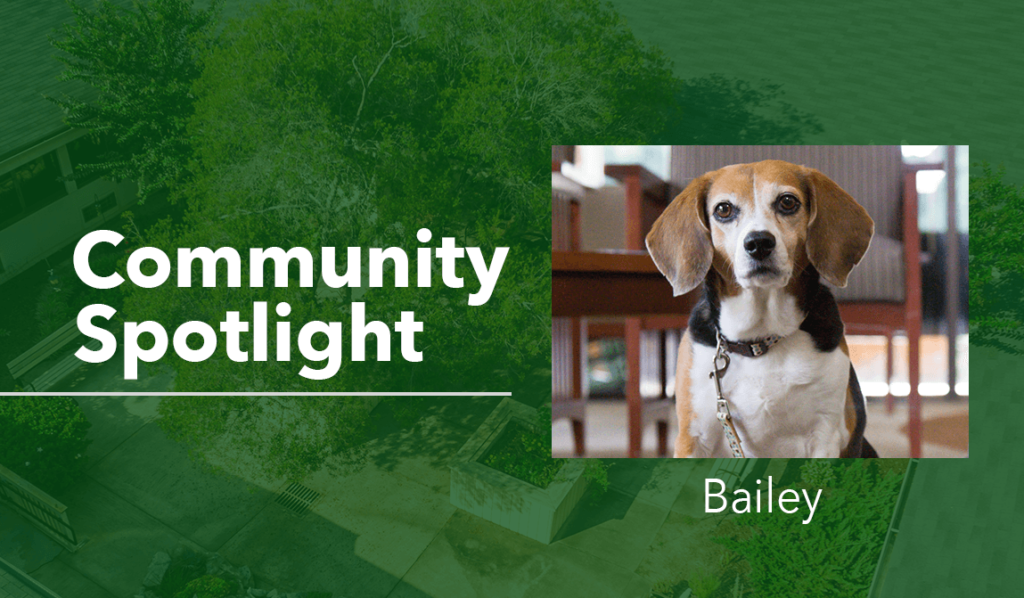 Woodland Ridge Community Spotlight Bailey the Beagle